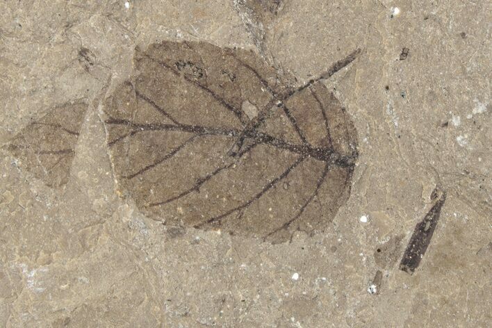Fossil Leaf (Betula) - McAbee Fossil Beds, BC #221154
